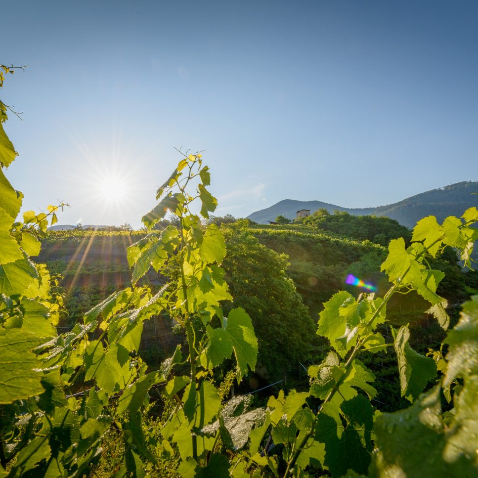 Weingut Pixner